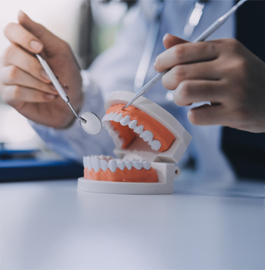 Hands holding dental tools and a teeth model on a table.